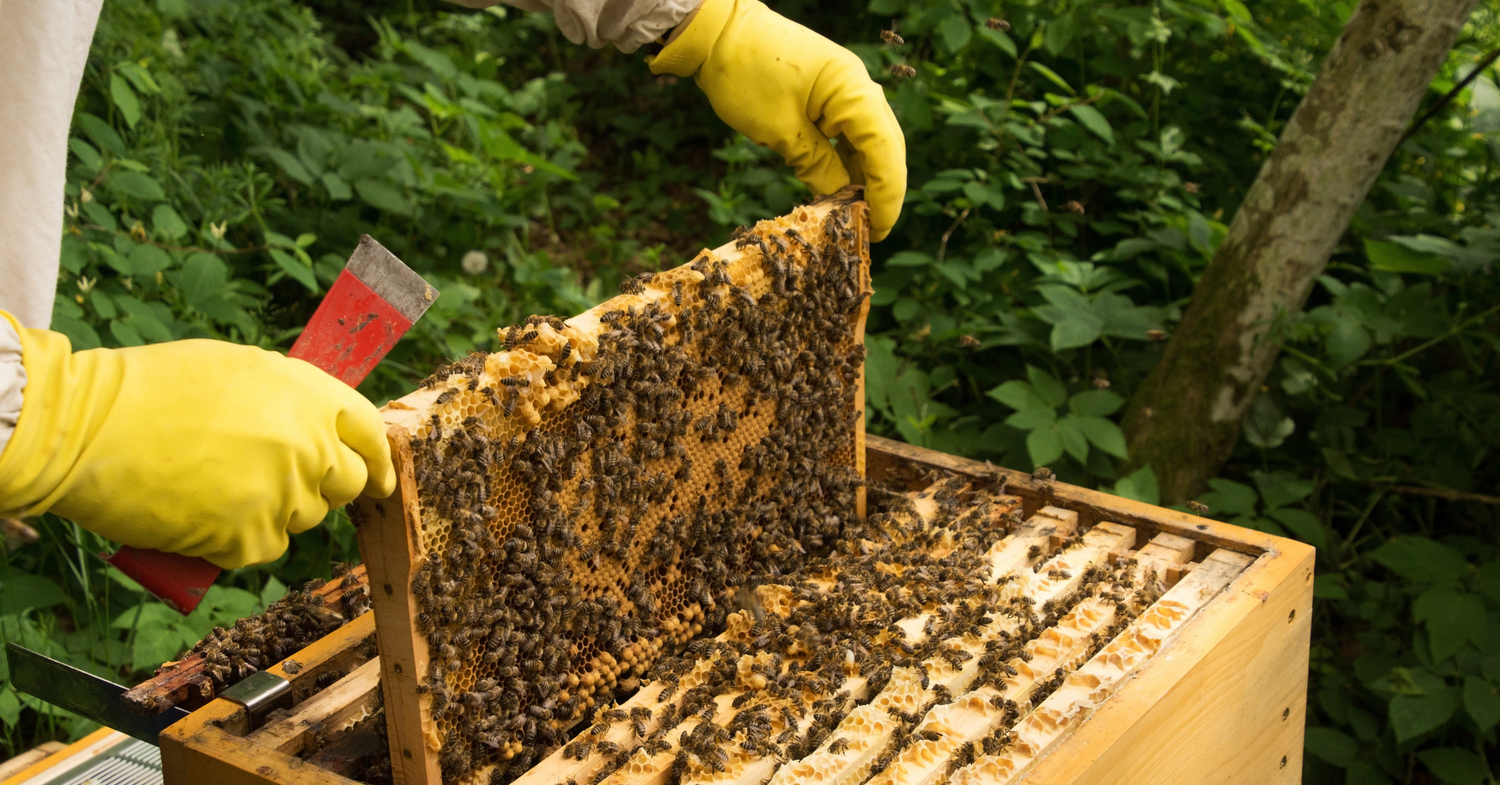 Fun Facts About Bees That Will Blow Your Mind