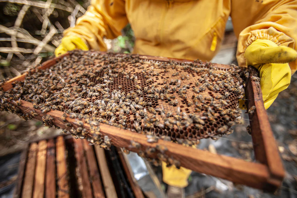 Fake Honey In Malaysia Is Among Us