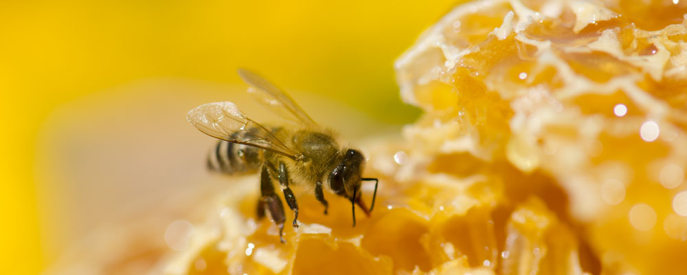这就是Honey天堂!