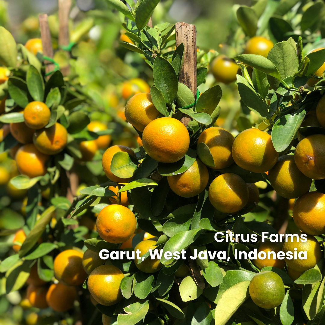 Citrus Bloom Honey Juice