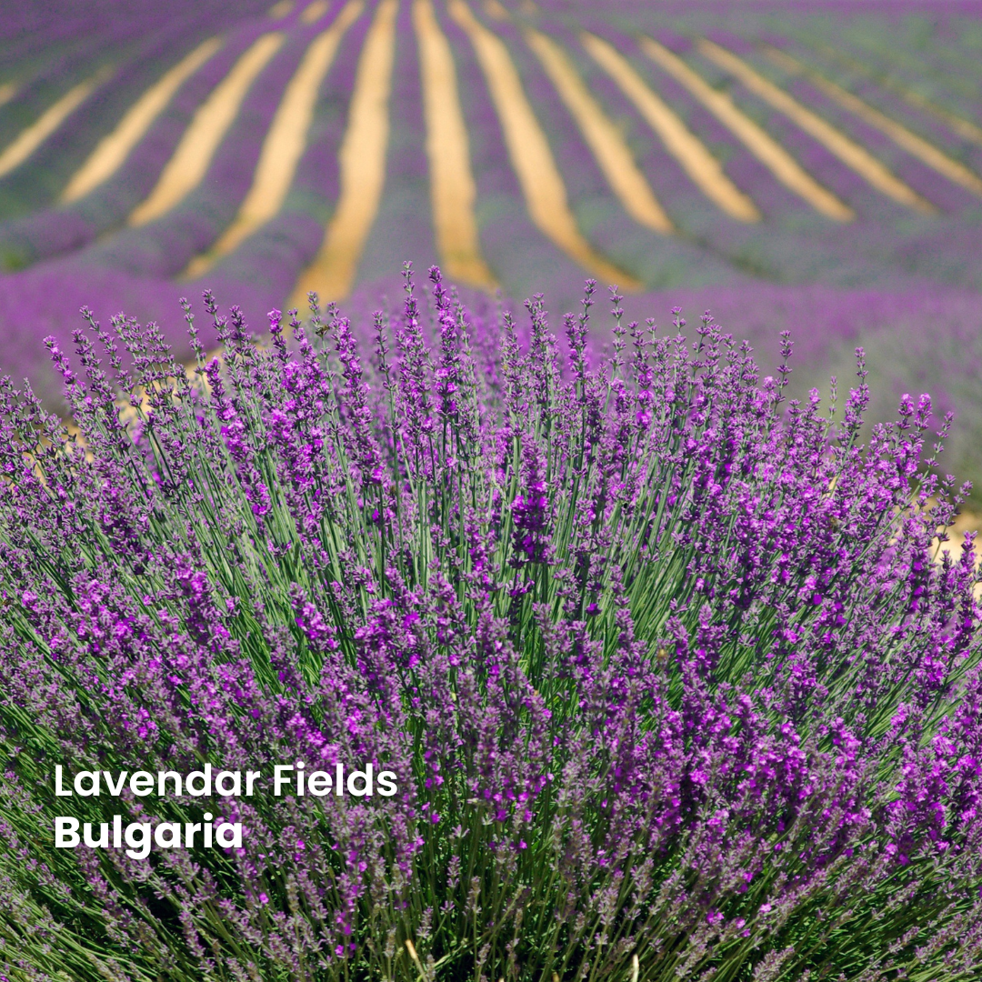 Daily Purple Lavender