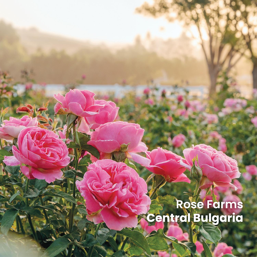 Daily Rosemary Rose