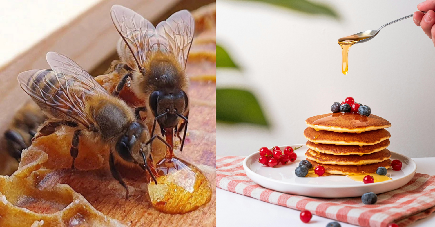 The History of Honey: From Ancient Times to Modern Kitchens