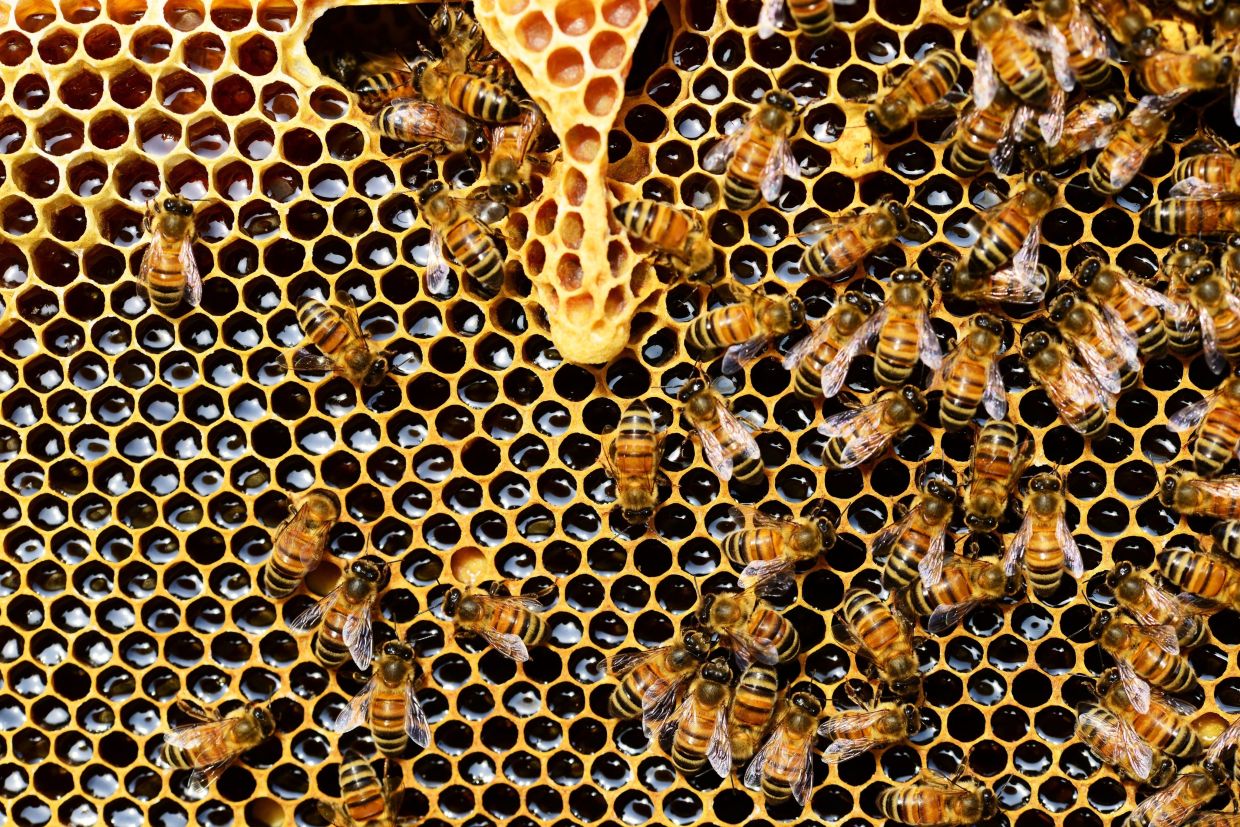 Sales of raw honey soared during the pandemic, but what is it exactly?