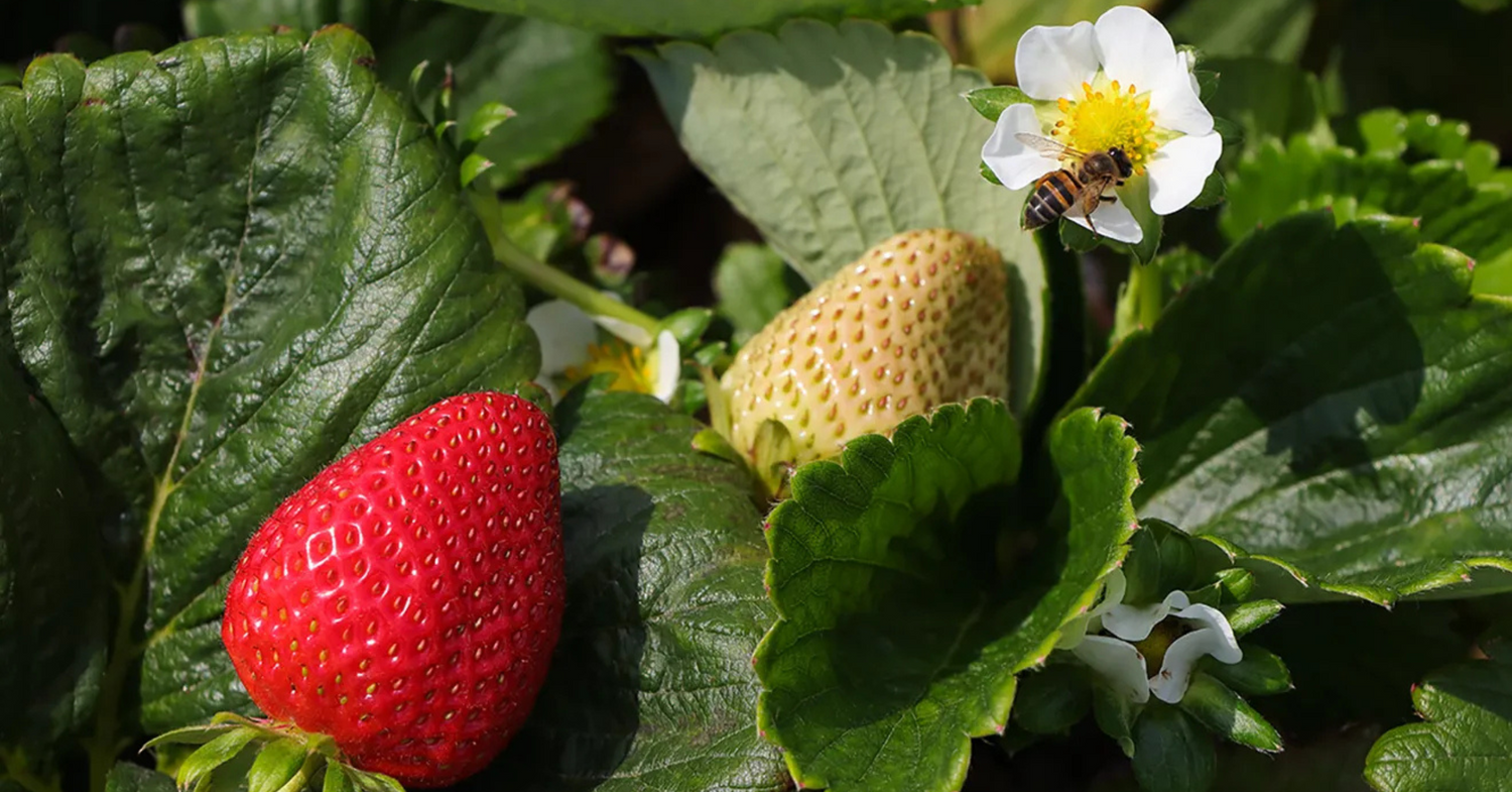 Strawberry Honey? Mango Honey? Are They Actually Real Honey? Let’s Find Out!