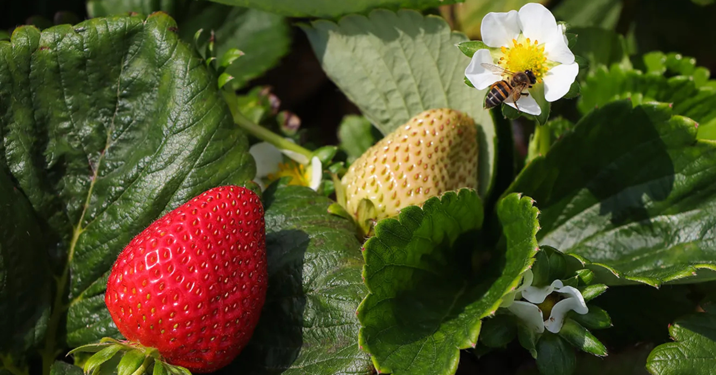 Strawberry Honey? Mango Honey? Are They Actually Real Honey? Let’s Find Out!