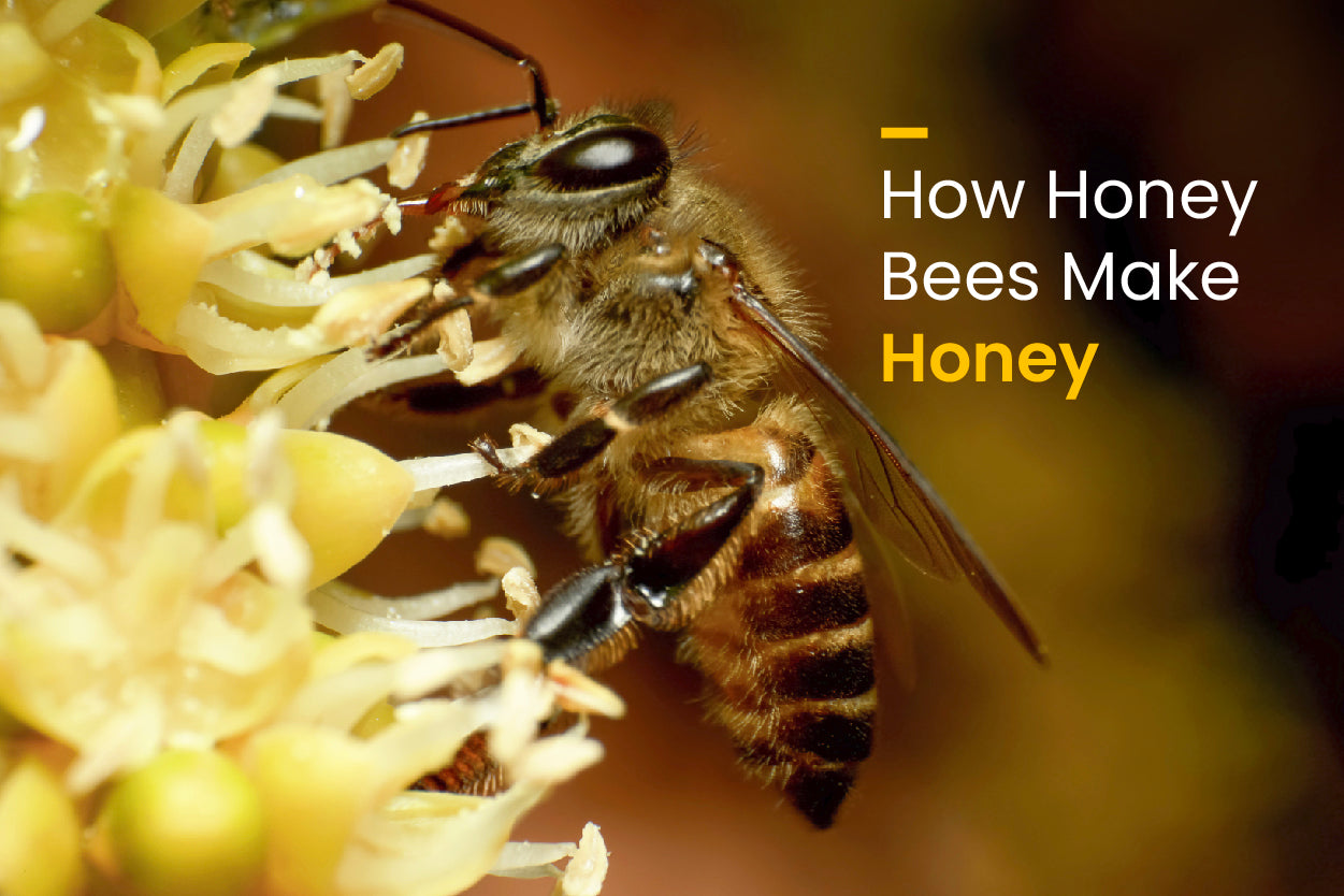 How Honey Bees Make Honey