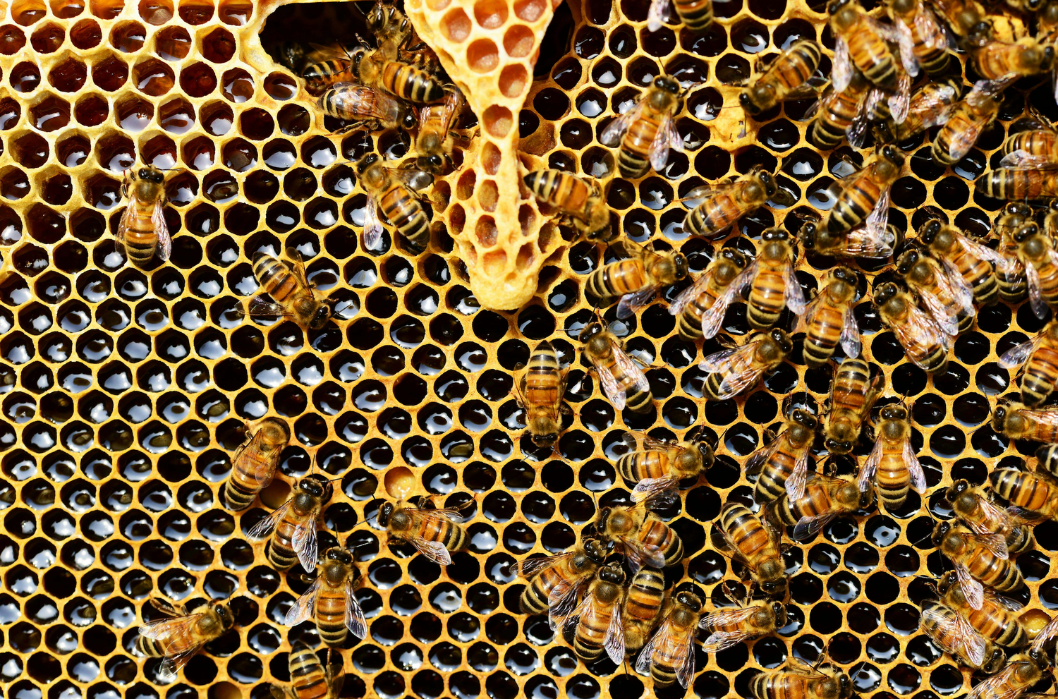 Unlocking the Power of Bee Propolis