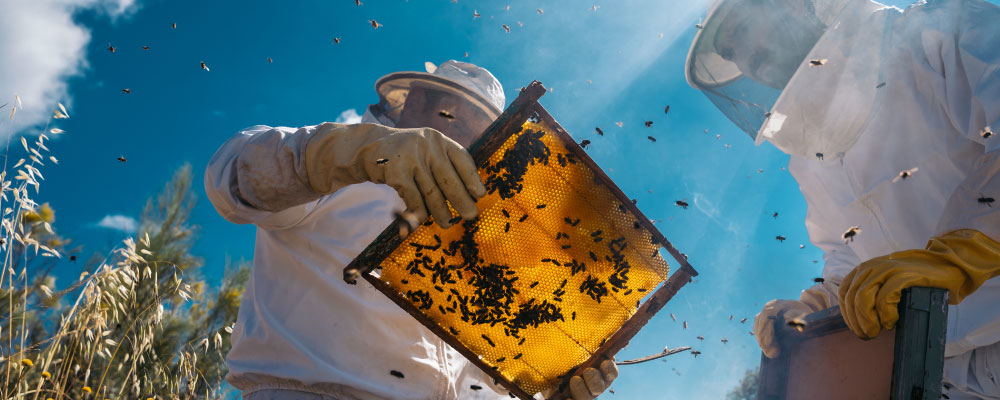 Bees are Ensuring Human Survival: Here’s How