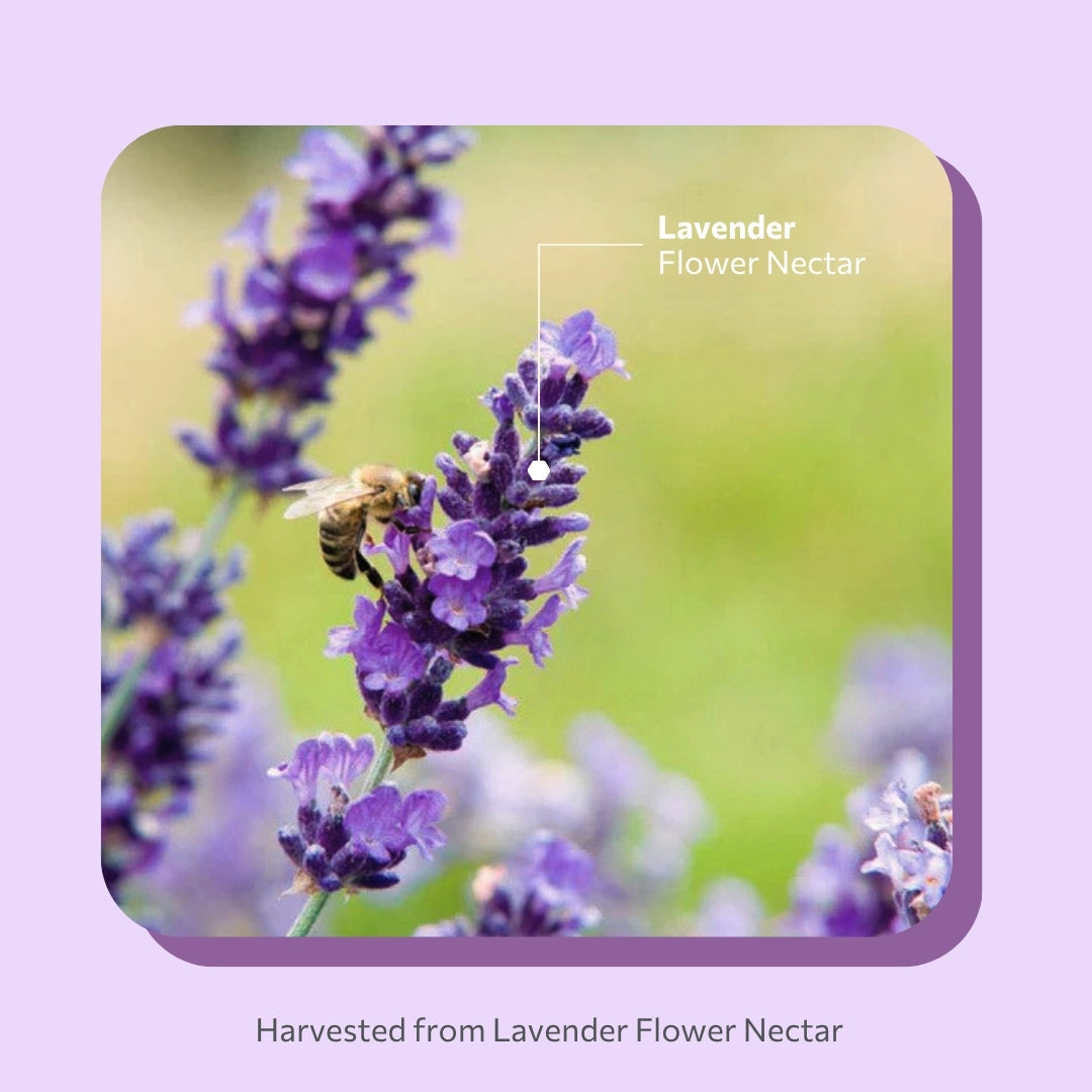 Daily Purple Lavender 420g