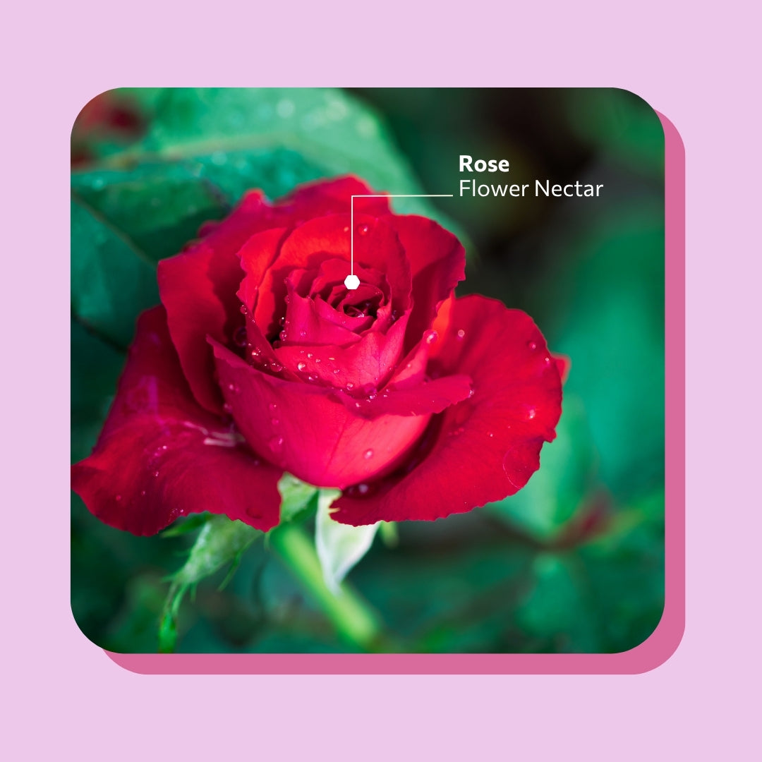 Daily Rosemary Rose 420g
