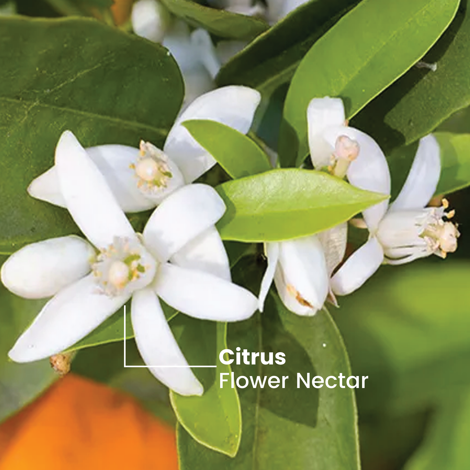 Squeezy Citrus Bloom