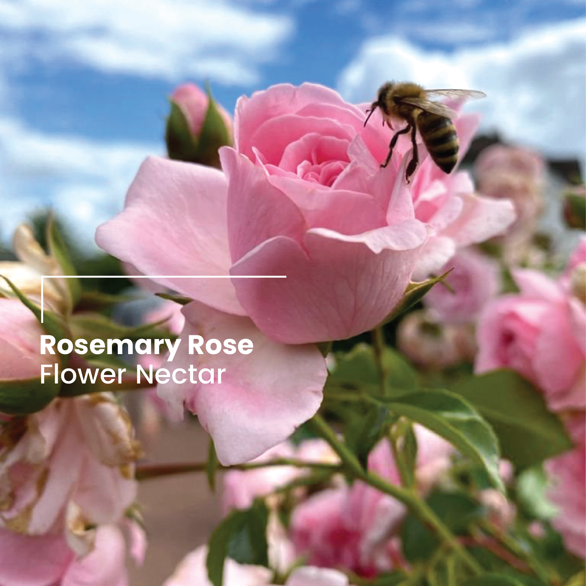 Daily Rosemary Rose